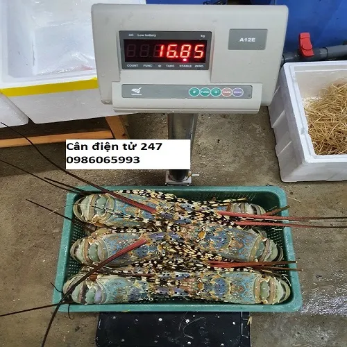 can-ban-dien-tu-a12-150-kg-gia-tot-nhat