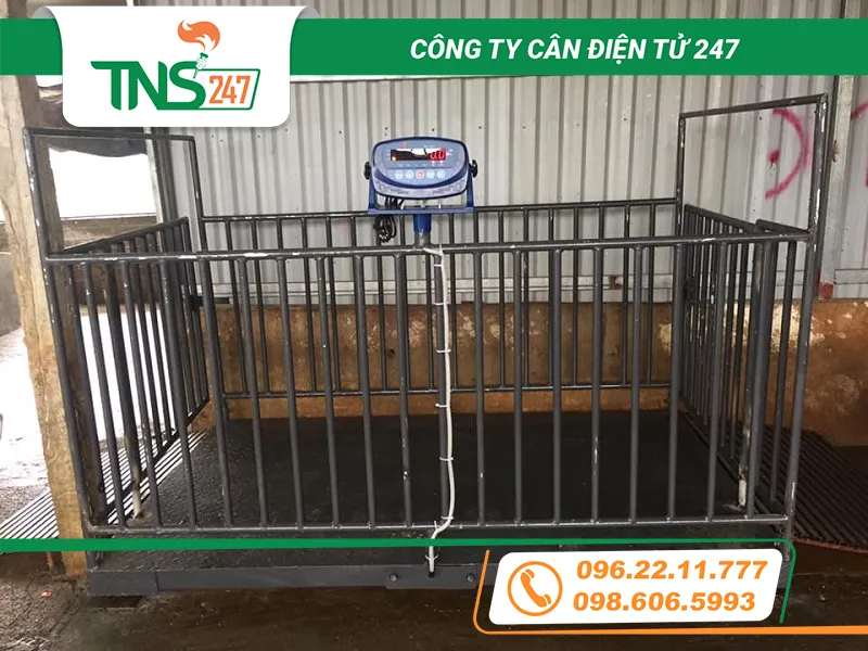 Cân sàn động vật 2 tấn giá tốt nhất thị trường