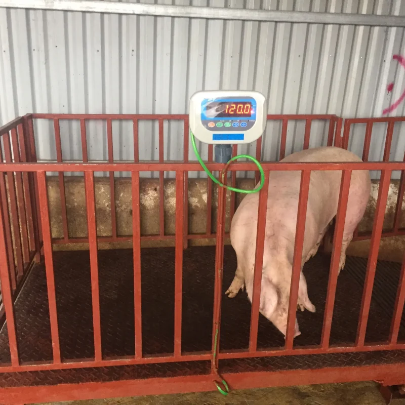 Cân lồng heo HP 2 tấn